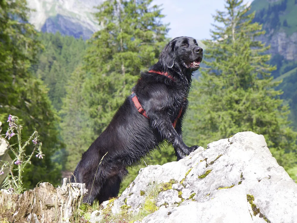 En Flatcoated Retriever i en röd sele står på en sten och blickar ut över skogen