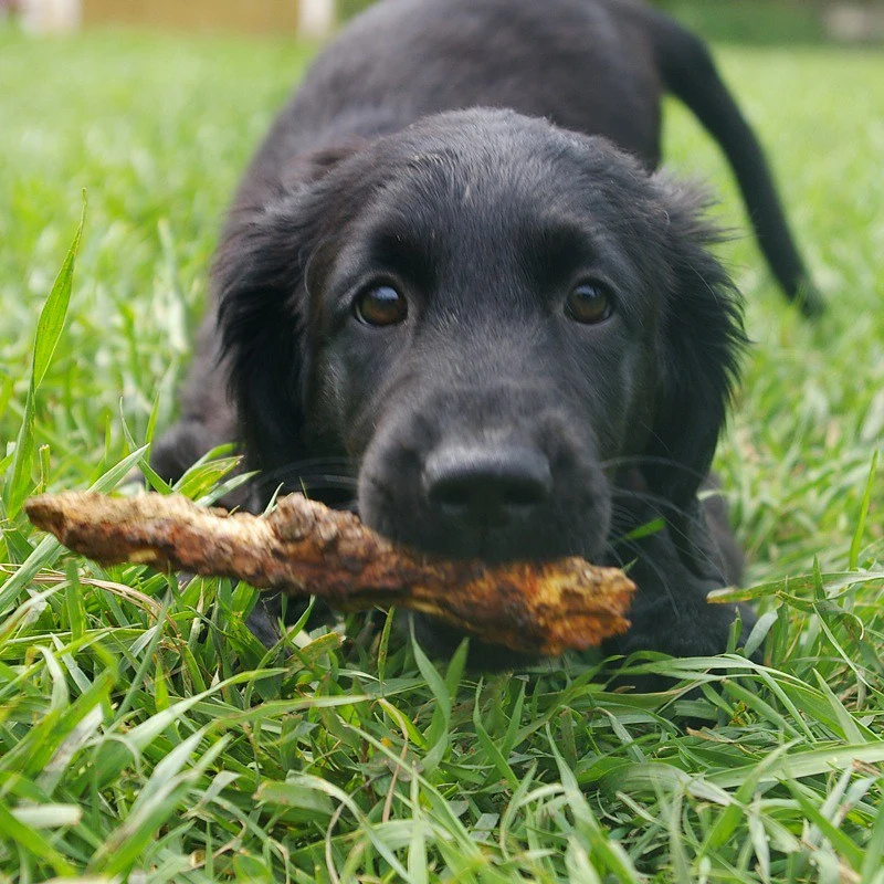 En liten Flatcoated Retriever-valp leker med en pinne