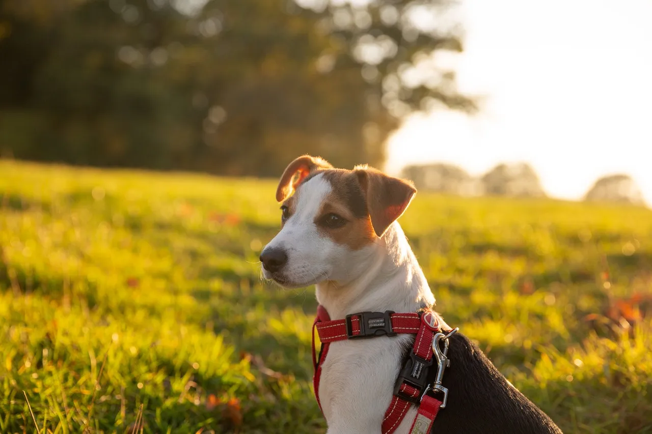 Jack Russell Terrier i eftermiddagssolen