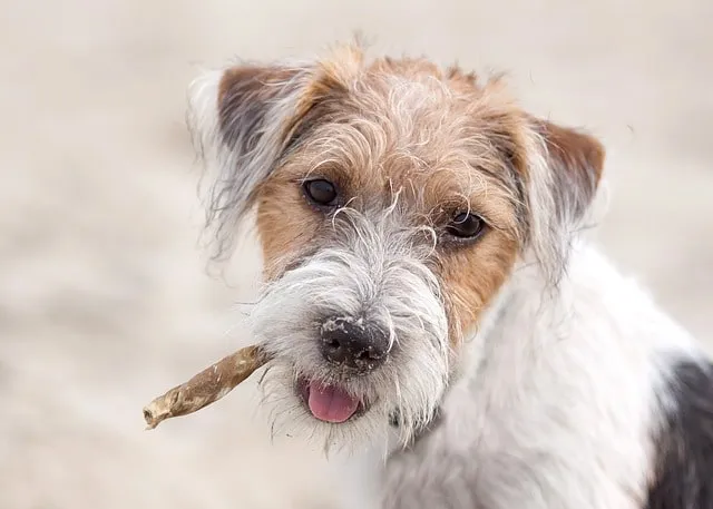 Raggig Jack Russell Terrier med lång päls