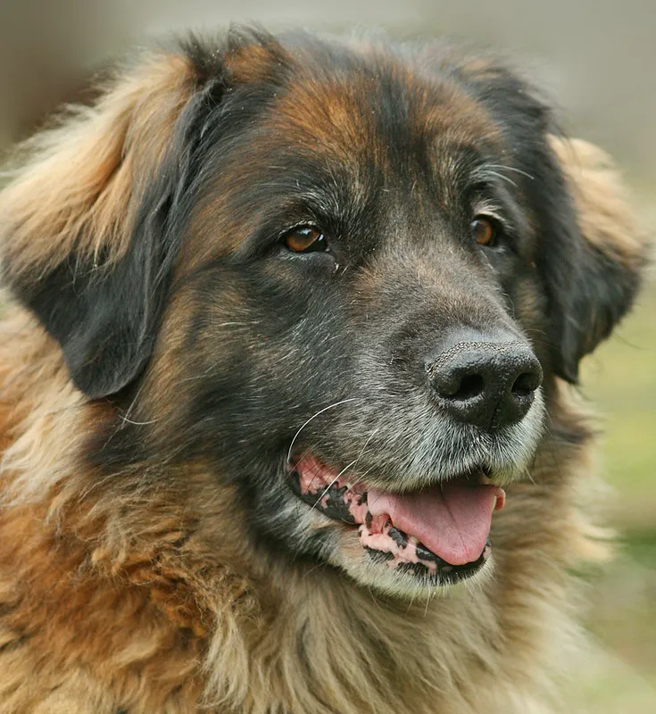 Porträtt av en lejongul Leonberger