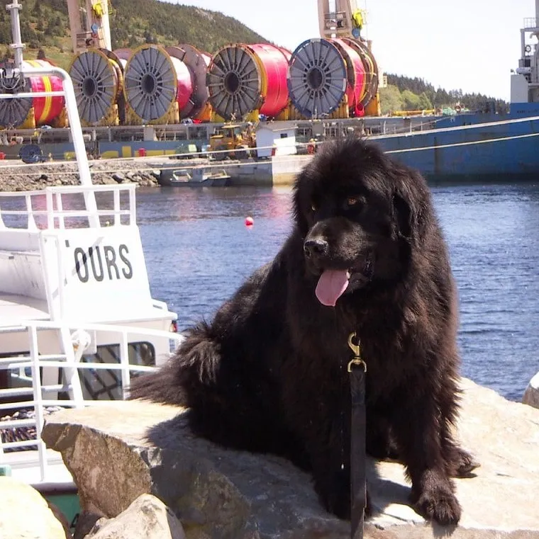 Svart Newfoundlandshund sitter vid vatten