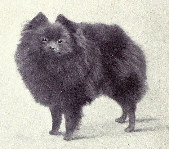 Historisk svartvit bild av en mörk pomeranian