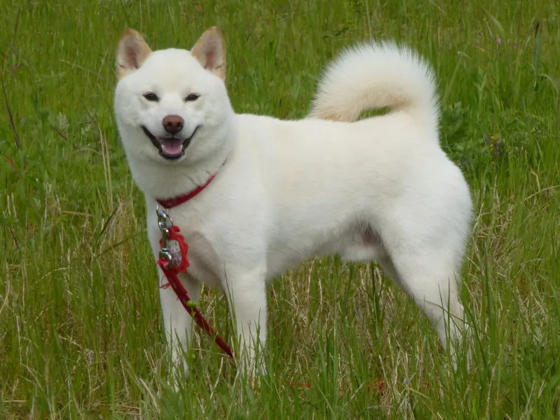 Vit Shiba i gräset