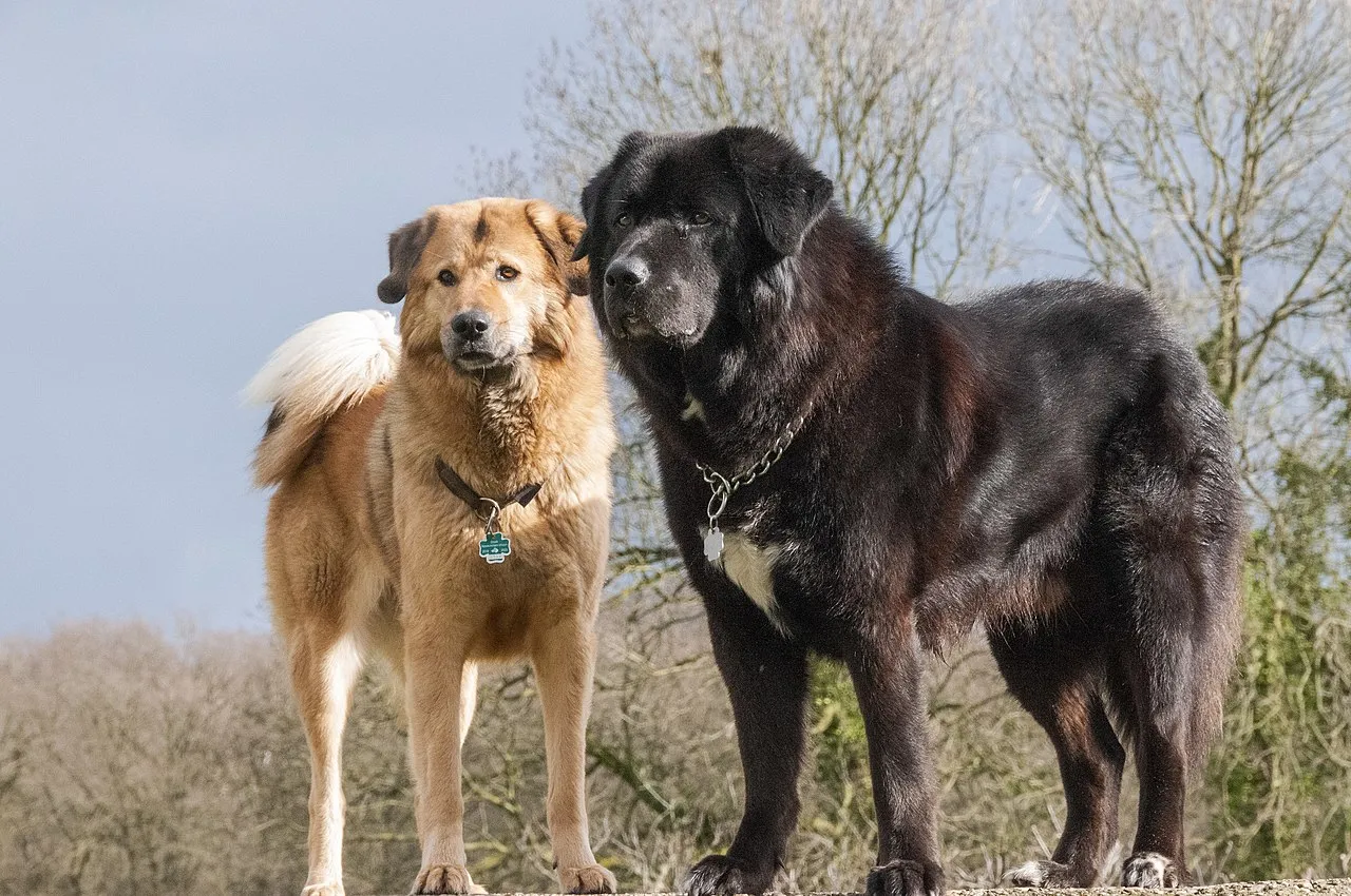 En svart och vit samt en cremefärgad Tibetansk Mastiff blickar ut över ett fält
